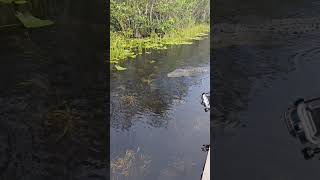 florida dangerous crocodiles  florida tehlikeli timsahlar keşfet keşfetbeniöneçıkar crocodile [upl. by Beetner649]