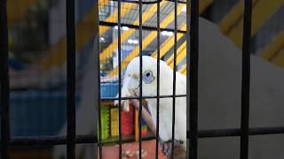 Corella Cockatoo parrot birds trending shorts viralvideo [upl. by Nolyar]