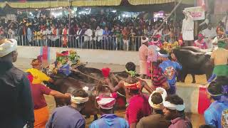 Kambala Start  Adve Nandikoor 2024 [upl. by Wilone]