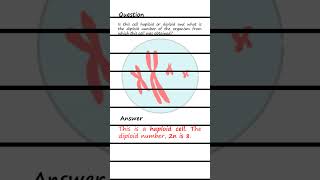 Differentiating Haploid and Diploid cells Q amp A biology genetics [upl. by Deelaw331]