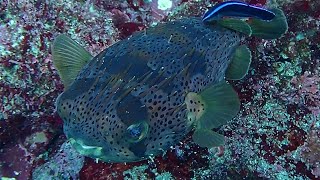 How Porcupinefish Swim  Cool Footage [upl. by Sesiom]