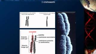 Citologia  Lezione 16 DNA e cromosomi [upl. by Okun]