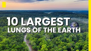 Top 10 Forests in the World  The 10 Largest Forests on Earth [upl. by Yragerg]