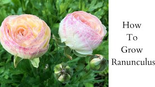 How to Grow Ranunculus  Pre Sprout Ranunculus  Growing Ranunculus [upl. by Tobiah]