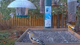 Chickadees Nuthatches And Colorful Grosbeaks Have Lunch In Ontario – Nov 20 2023 [upl. by Scandura]