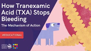 INFORMATIVE 💡 How Tranexamic Acid TXA Stops Bleeding The Mechanism of Action [upl. by Jochbed705]