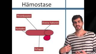 Hämostase Die Grundlagen [upl. by Nitneuq]