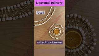 Liposomal Delivery ll 3D Animation ll Liposome Drug Delivery System ll SGpharmastudymaterial [upl. by Cathlene702]