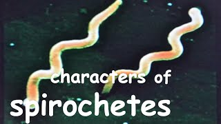 spirochete microbiology  General characteristics of spirochetes [upl. by Eslek571]