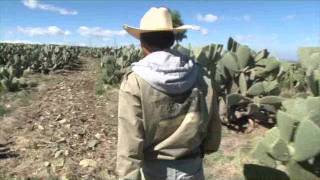 El Nopal Tunero  Documental CULTIVOS EJEMPLARES [upl. by Eellehs]