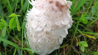 Coprinus Comatus 🍴🍴🍴 06102024 La Trémelière [upl. by Isadore]