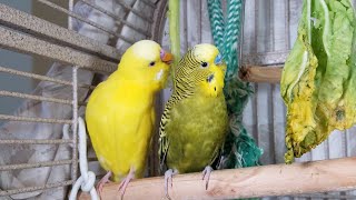 3 Hr Happy Parakeets Singing Eating Playing Budgies Chirping Reduce Stress of lonely Birds Videos [upl. by Hera403]