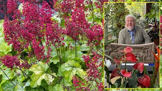 HEUCHERA ET TIARELLA VIVACES FACILES AUX FEUILLES DE TOUTES COULEURS Le Quotidien du Jardin N°337 [upl. by February]