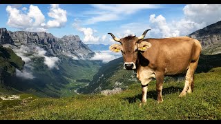 Bewirtschafterweg am Klausenpass [upl. by Lankton16]