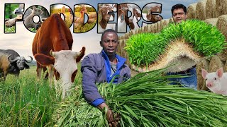 Best Fodder Crops  Cow Goat Buffalo Pig Sheep Horse Chicken amp Other Livestock Fodders [upl. by Noach]