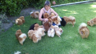 Pomeranians very HAPPY to see mom when she came back  Anjula Pomeranians Toypoms [upl. by Nnyleve]