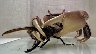 The crab that met the Hercules beetle was in high spirits [upl. by Atinet354]