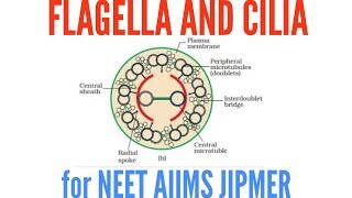 Structure of Flagella and cilia in detail [upl. by Lovett]