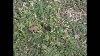 Carpenter Bee Hovering [upl. by Arres]