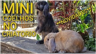 Mini Coelhos Cruzando  Bruno Miorim [upl. by Gilles112]