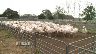 An Aussie Wool Shed [upl. by Staci]