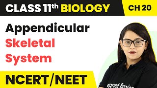 Appendicular Skeletal System  Locomotion and Movement  Class 11 Biology Chapter 20 NCERTNEET [upl. by Adalbert]