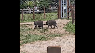 Rosamond Gifford Zoo See The Miracle Asian Elephant Twin Babies And More Of Your Favorite Animals [upl. by Cathe]