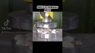 Shells VS Hydraulic Press [upl. by Intirb]