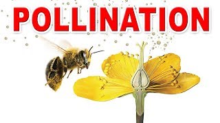 Fertilization in flowering plants  Pollination I Selfpollination  crosspollination  Home Revise [upl. by Nwaf476]