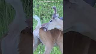 Beautiful Whitetailed buck selfgrooming 5 deer venados whitetaildeer buck ciervo [upl. by Fai]