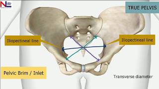 Maternal Pelvis  Female True Pelvis Bones Joints Diameters 3DExplanation  Nursing Lecture [upl. by Carlick423]