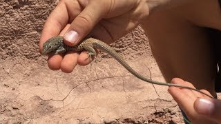 Catching the Western Whiptail Lizard [upl. by Wolcott]