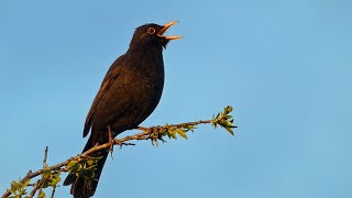 Blackbird Singing  Sounds of Spring [upl. by Harms410]