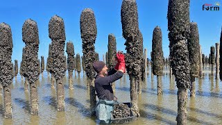 Farmers Raise amp Harvest Billions of Mussels This Way  Mussel Farm [upl. by Nnaarual]