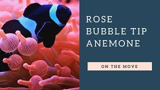 Rainbow Rose Bubble Tip Anemone On The Move Moving Time Lapse [upl. by Marcella]