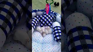 What is rabbit history animals amazingfacts funny bunny trending nature shortsfeed story [upl. by Llain]