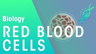 Red Blood Cells  Physiology  Biology  FuseSchool [upl. by Dougal]