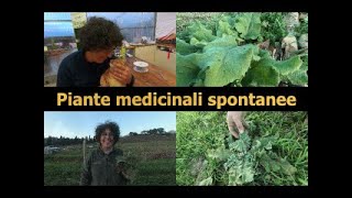 Piante medicinali spontanee bardana e verbasco [upl. by Koralle]