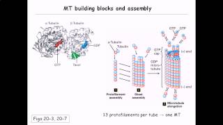 Microtubule structure and assembly [upl. by Namlas]