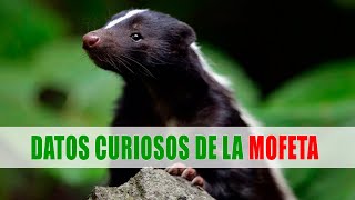 Mofeta Zorrillo Zorrino Chingue Tejón Mephitidae  Datos curiosos de animales [upl. by Nasas]