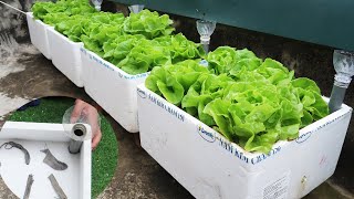 Turn Styrofoam Boxes Into A Small Garden To Grow Vegetables Easily On The Terrace [upl. by Irvine937]