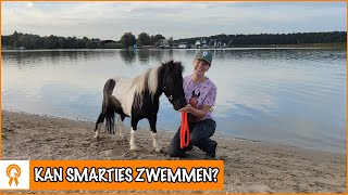 Voor de eerste keer zwemmen met Smarties  PaardenpraatTV [upl. by Cale395]