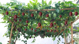 Fruitful  Delicious  Growing passion fruit at home is not difficult [upl. by O'Kelly]