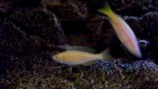 Cyprichromis Leptosoma Kitumba Albino Spawning 2 [upl. by Odnarb]