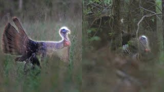 TWO TURKEYS IN AN HOUR CRAZY VIRGINIA TURKEY HUNT [upl. by Isiad]