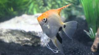 Angelfish and Golden Gourami [upl. by Noxin577]