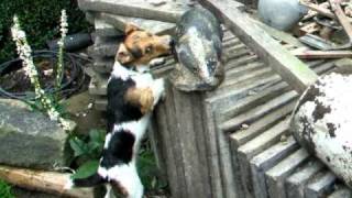 Jack Russell Terrier attacks badger Dave van dog [upl. by Haerdna]