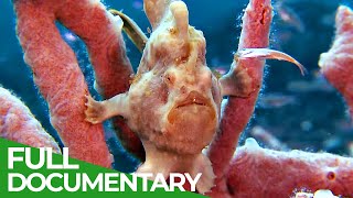 Underwater Creatures  In the Realm of the Walking Fish  Free Documentary Nature [upl. by Yug]