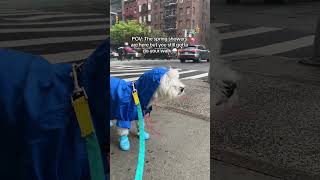 Westie dog hating rain 🌧️ [upl. by Oilegor]