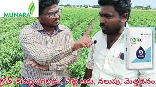 ENTEC SOLUB21 RESULT MUNARA AGRO TECHNOLOGIES 🌶️🌶️RED CHILLI ఎర్ర మిరప మునరా ఆగ్రో టెక్నాలజీ [upl. by Groves]